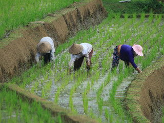 A tejtermékek és a hús ára csökkent, a cukoré nőtt