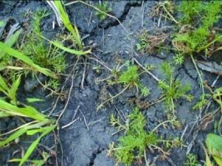 Méregtelenítik Kárpátalját