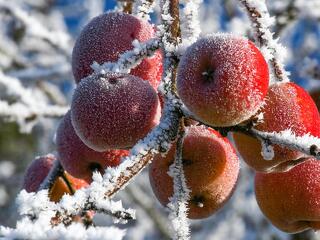 Letarolta a tavaszi fagy a gyümölcsösöket, most állami pénzből épül újjá