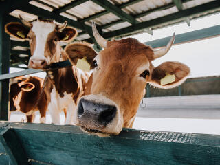 Több mint 2 ezer gazdaság kap támogatást: indul a tejpénzek folyósítása