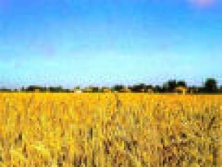 A fontosabb növényi kultúrák terméseredményei 2004-ben