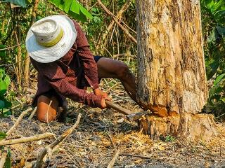 A neten követhető az erdőirtás