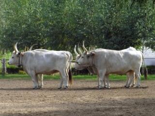 Slambuc és sült mangalica a Hortobágyon