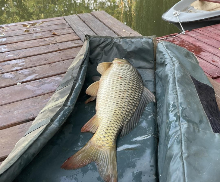 Szenvedtek a pontyok