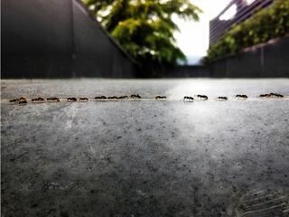 Hálásak lehetünk a városi hangyáknak?