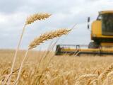 Ukrajna gabonatermése csökken, de az export marad