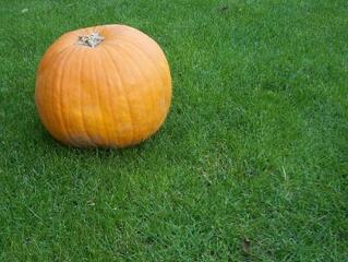 Exportra küldenék a tökmagolajat