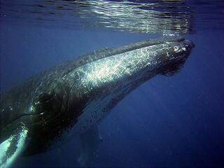 Most nem öldösik, csak figyelik a bálnákat a japánok