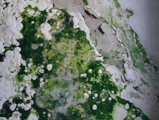 Újfajta üzemanyag a láthatáron?