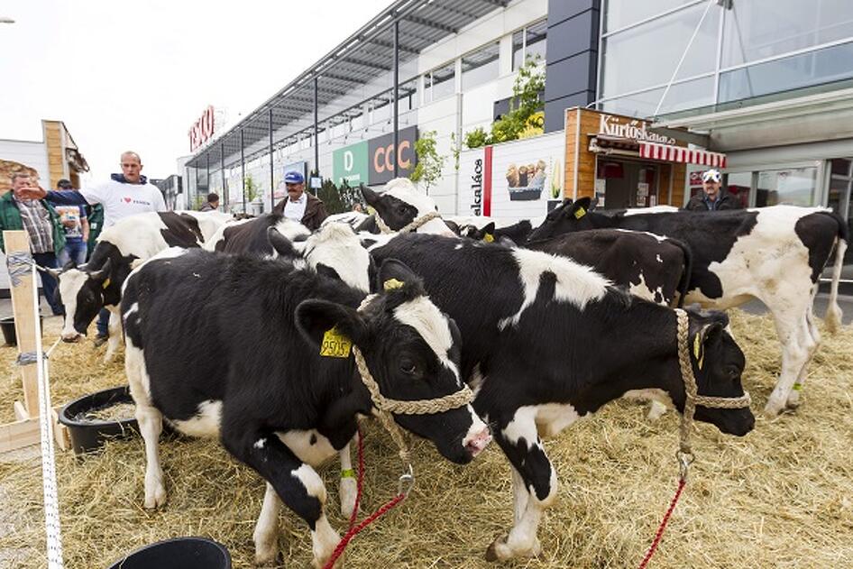 Budaörs, 2016. április 28. Az alacsony felvásárlási árak és az olcsó import tej behozatala ellen tiltakozó tejtermel&otilde;k demonstrálnak teheneikkel a Tesco budaörsi áruháza el&otilde;tt 