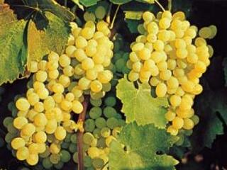 Két ősi borvidék tizede tűnik el