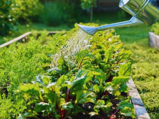 5 gyakori hiba kertöntözés során, amit érdemes elkerülni