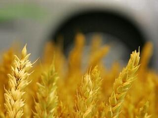 Bioüzemanyag: új alapanyagot találtak?