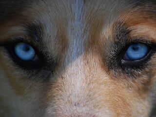 Kék szemű kutyus: a szépség forrása vagy genetikai rendellenesség?