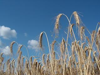Itthon már az aratást lesik a gabonapiacon