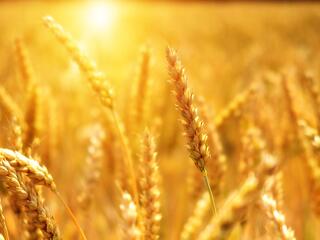 Célkeresztben az ukrán gabonatermelés, több lesz a vártnál