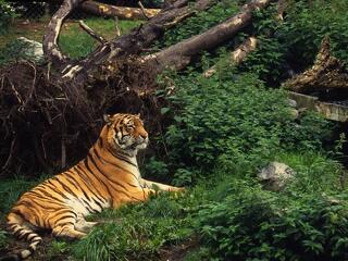 Túlélhetik a tigrisek?