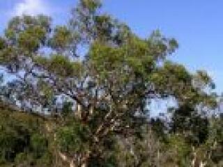 A környezetért romboltak