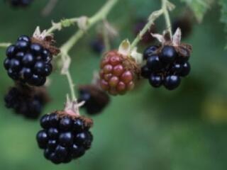 Hazamennek a kelet-európaiak!