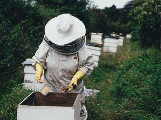 A gazdaságnak és a klímának is kellenek a méhészek