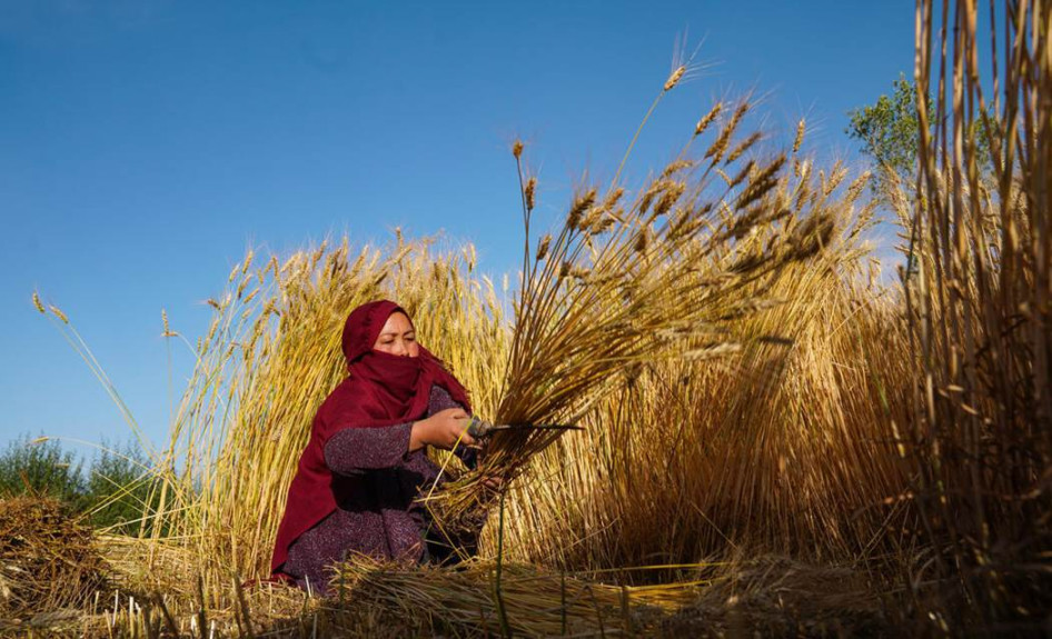 Búzaaratás Afganisztán vidéki térségében