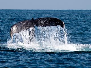 A bálnákat is védi a GPS