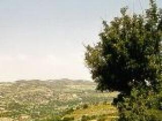 Egy ciprusi a piacon