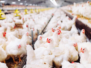 Több száz kiló romlott hússal volt megpakolva a teherautó