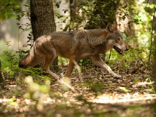 Most kerülnek nagy veszélybe a magyar kisfarkasok