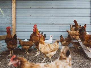 Újranyitott egy pályázatot az Agrárminisztérium