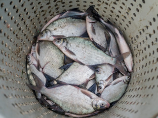 Ponty, harcsa, süllő – lesz elég az ünnepi asztalra?