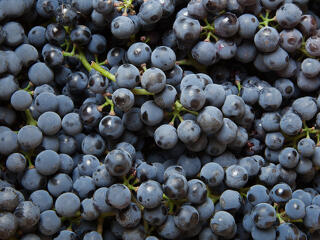 Történelmi mélyponton a német borpiac