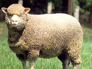 Veszélyeztetett lett a magyar merinó