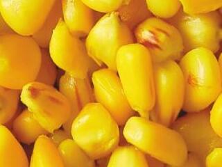 Igen a génmanipulált növényekre