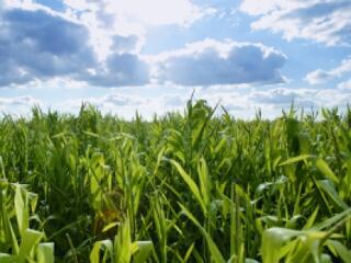 Ki igényelhet területalapú támogatást?