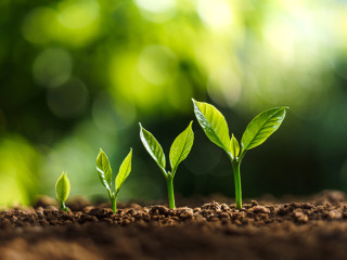 Vége a túlélésnek, indul a növekedés a nagyvállalatoknál 