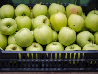 Minden idők leggyengébb almatermése Magyarországon