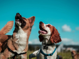 Vitaminok kutyáknak: hogyan segíthetünk kedvencünk egészségén?