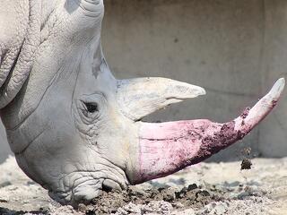Pink festék menti meg a rinocéroszokat?
