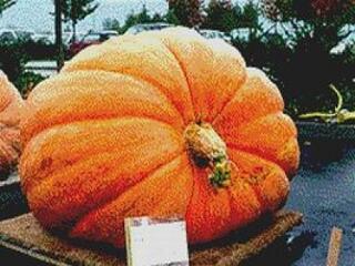 Múlt heti fonákság - árpádsávos képviselődádával