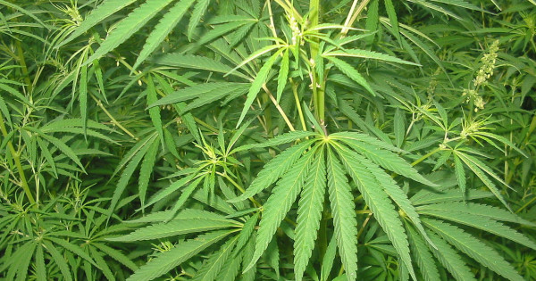 A kannabisz az alkoholnál kevésbé veszélyes a közbiztonságra