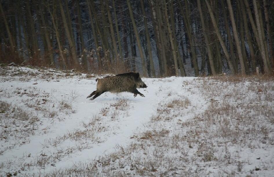 Egyre gyakrabban tűnnek fel