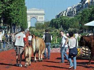 Felszántották és bevetették a Champs-Elysées sugárutat