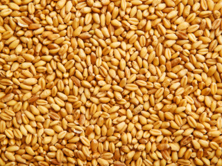 Drágul a búza és az olaj – újra felfelé indultak az élelmiszerárak