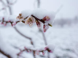 Már lehet kérni a támogatást a fagykárokra