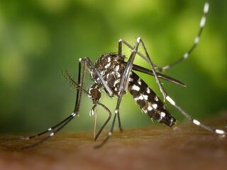 Magyarországot is elérik a szúnyogokkal terjedő betegségek