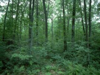 Kelet-Európa felértékelte az Uniót