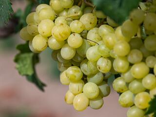 A 22 magyar borvidékből már 21-et megtámadott a halálos amerikai szőlőkabóca