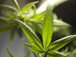 Az alternatív terápiák felemelkedése: a CBD olaj szerepe a daganatos betegségeknél