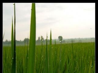 Ötször annyit költünk kövérekre, mint amennyit segélyekre kellene